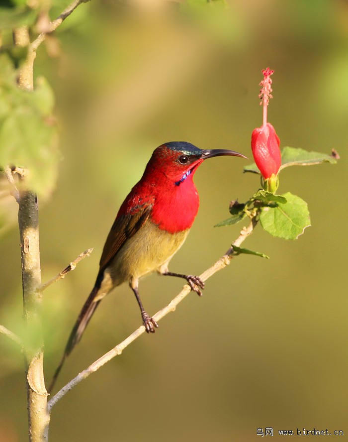 美丽漂亮的太阳鸟