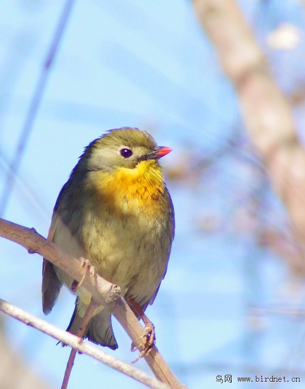 今天遇到小红嘴