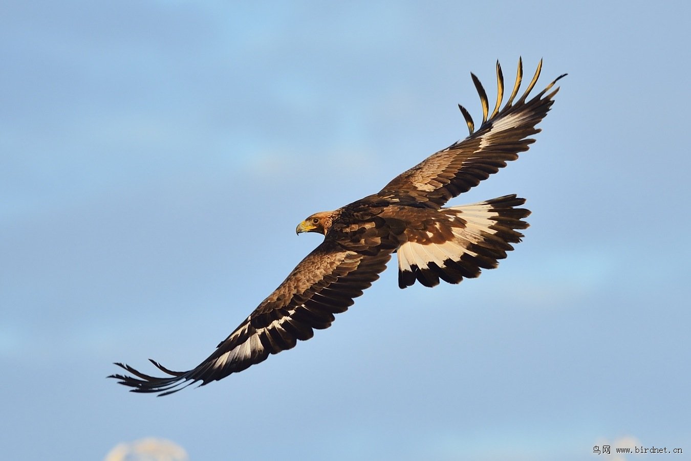 (大斑啄木鸟)在芬兰拍金雕
