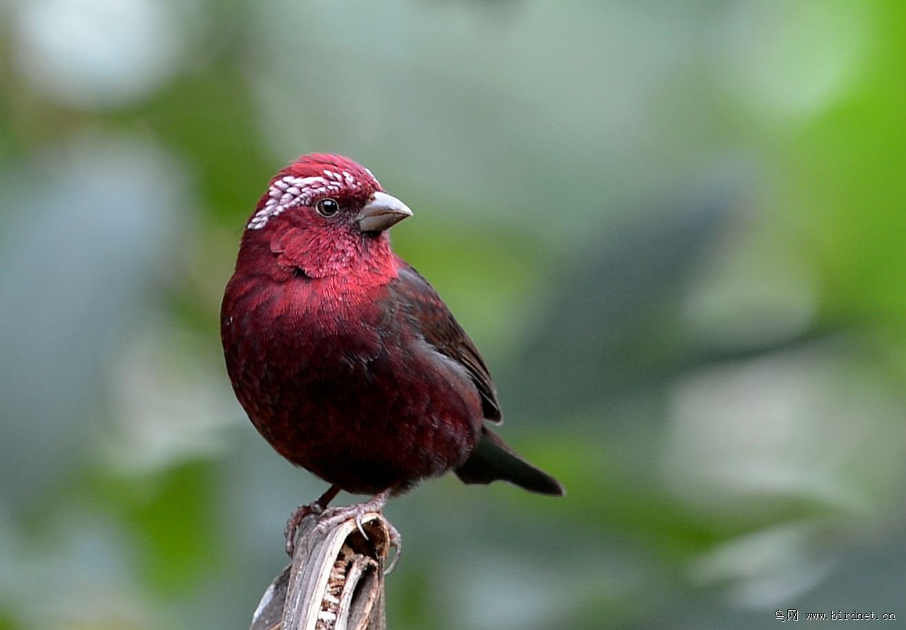 酒红朱雀 - 辽宁版 liaoning 鸟网