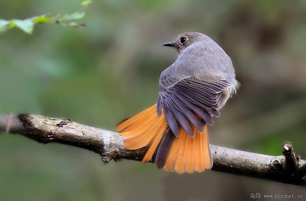 等不极了,,,,,,穿撒摆红裙的黑喉红尾鸲mm.