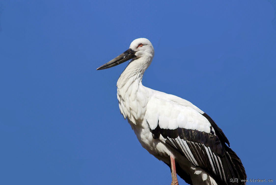 大鸟白鹳