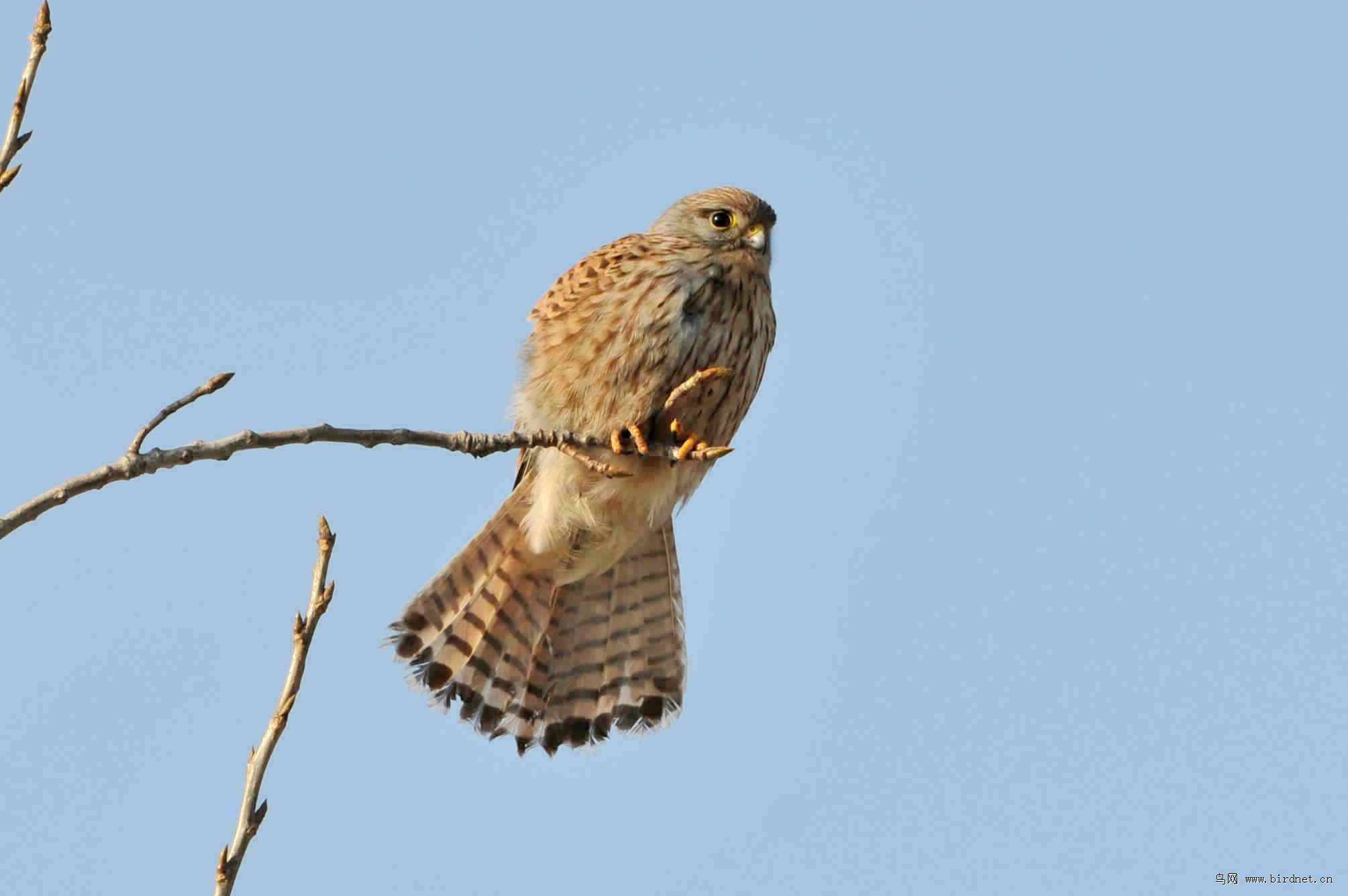 红隼给河北的鸟友拜年了,蛇年吉祥!