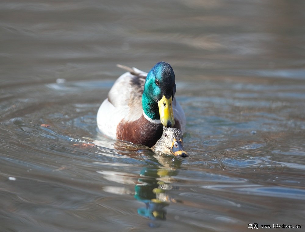 绿头鸭交配图一组
