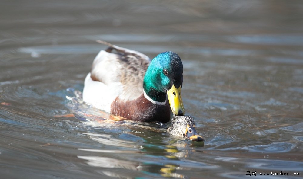 绿头鸭交配图一组