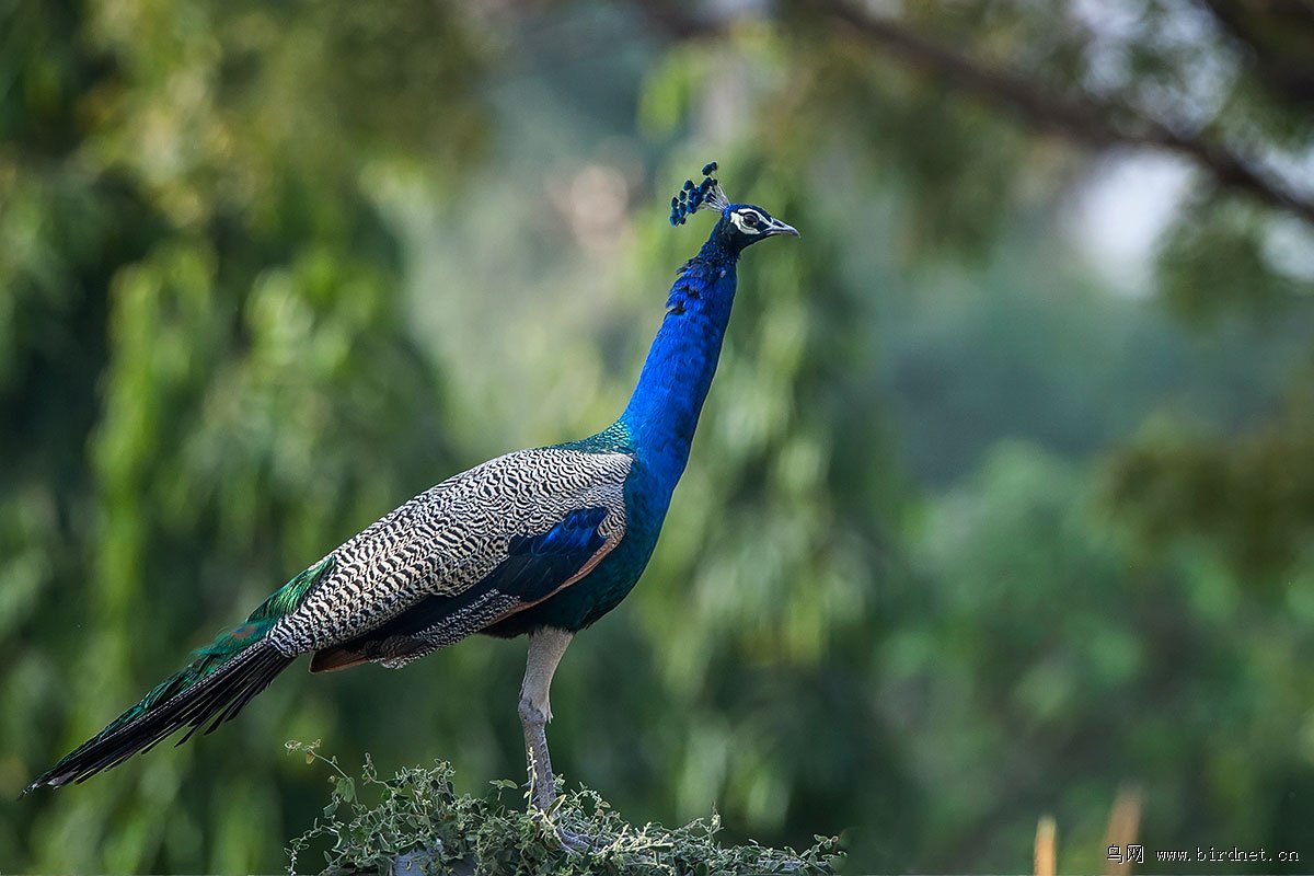 蓝孔雀 indian peafowl