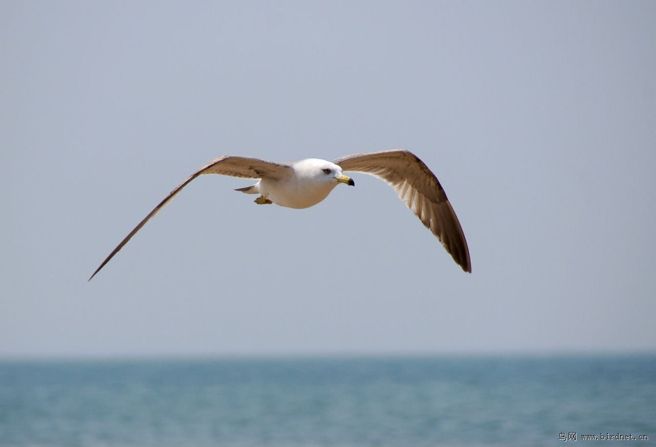 海面的飞鸟