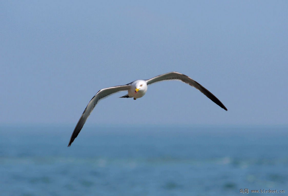 飞在海上的海鸥 - 河南版 henan 鸟网
