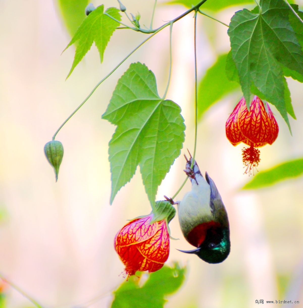 悬铃花(悬铃花什么时候开花)