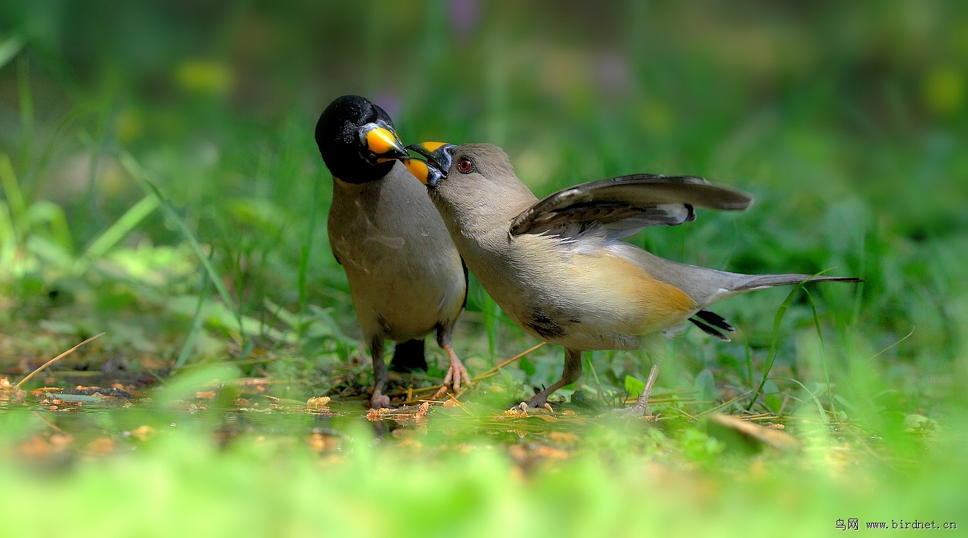 (黑尾蜡嘴雀)鸟情人 · 黑头蜡嘴雀