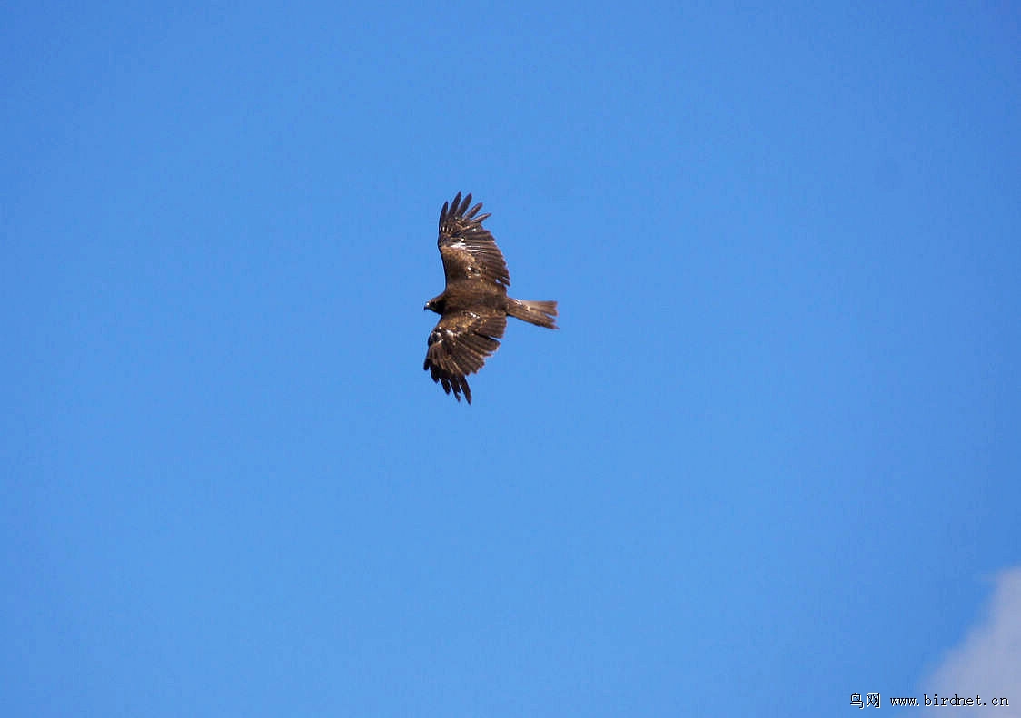 老鹰盘旋