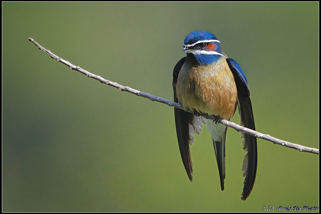 小须凤头雨燕须树燕