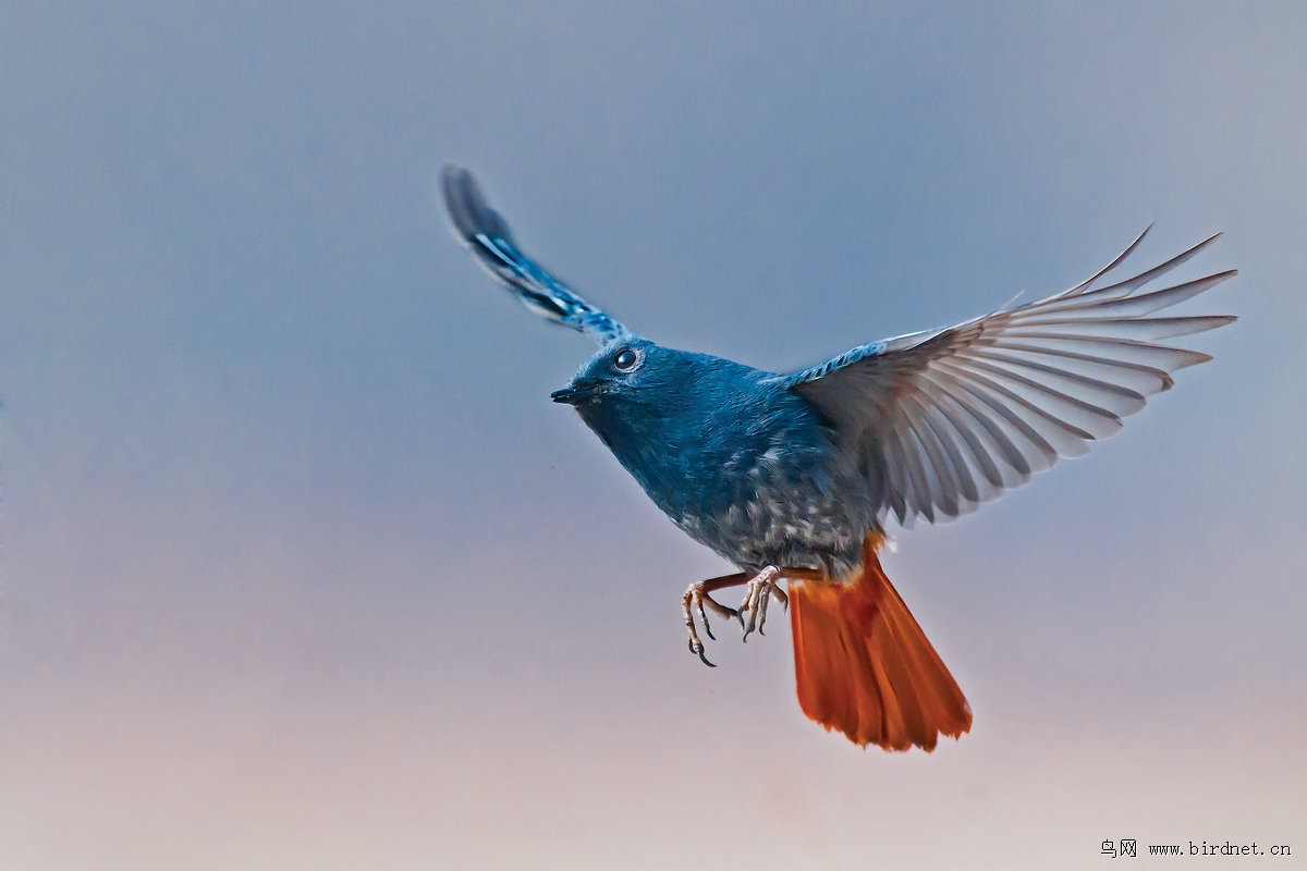 空中飞红裙携红尾水鸲祝湖北版的老师和鸟友们元宵节快乐