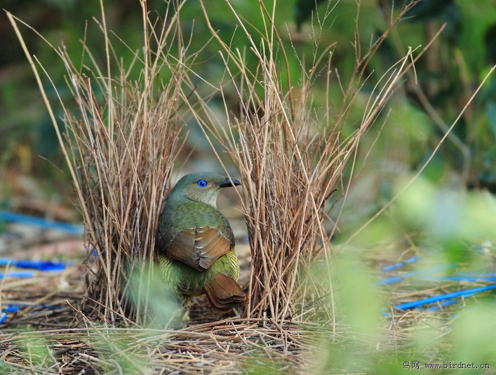 紫光园丁鸟精心设计建造的漂亮婚房