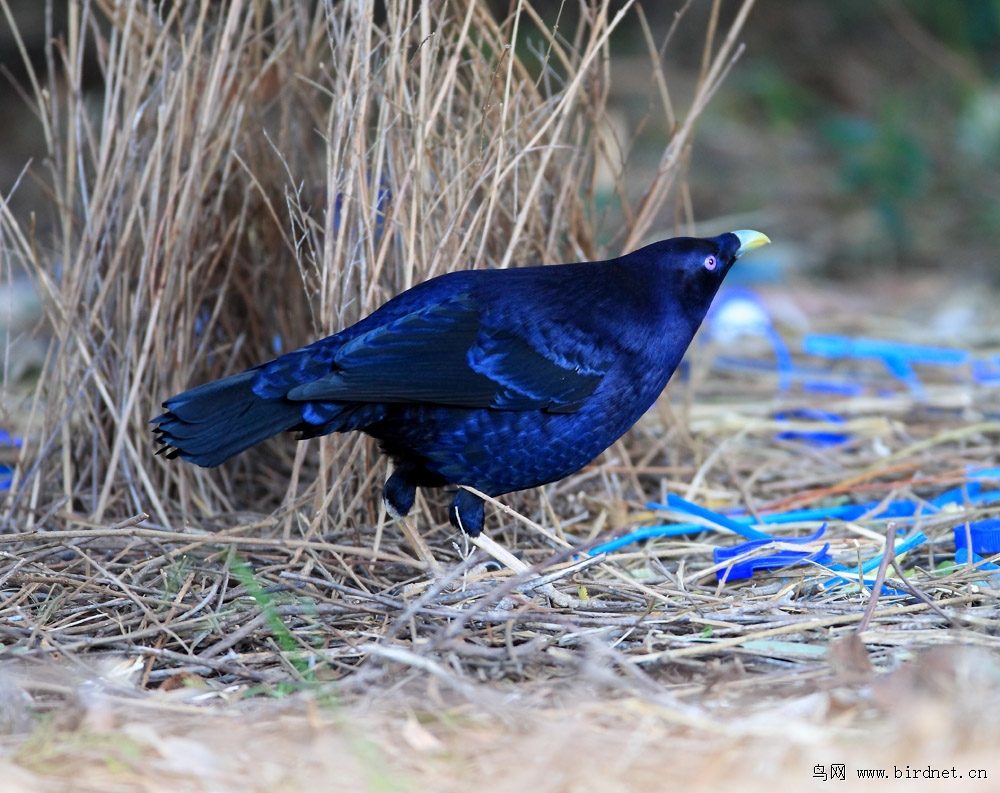 紫光园丁鸟——精心设计建造的漂亮婚房