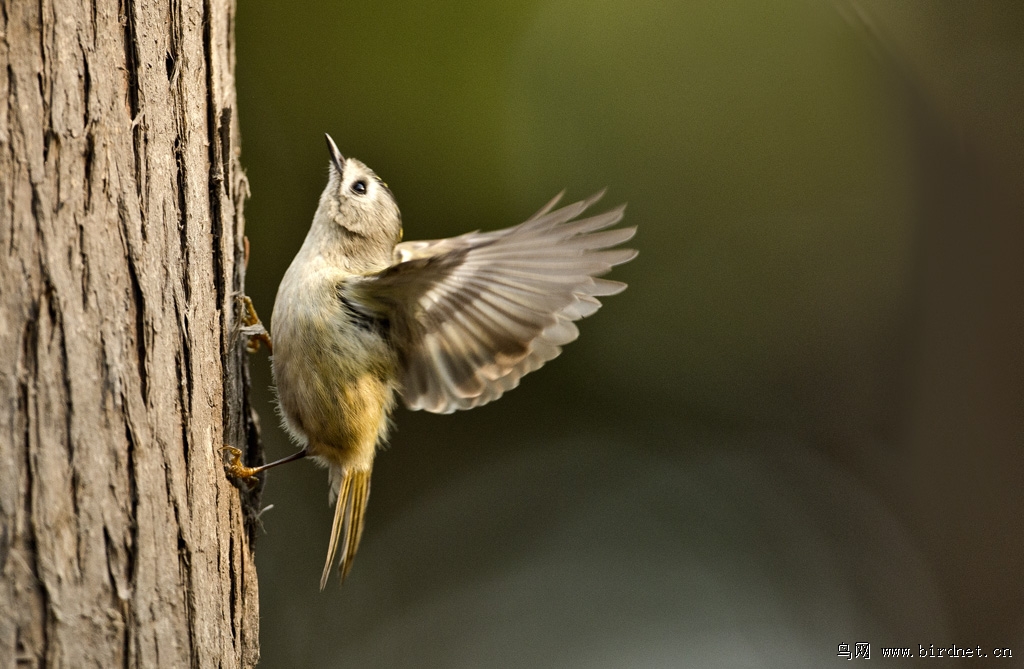 戴菊,祝吉林鸟友元宵快乐!