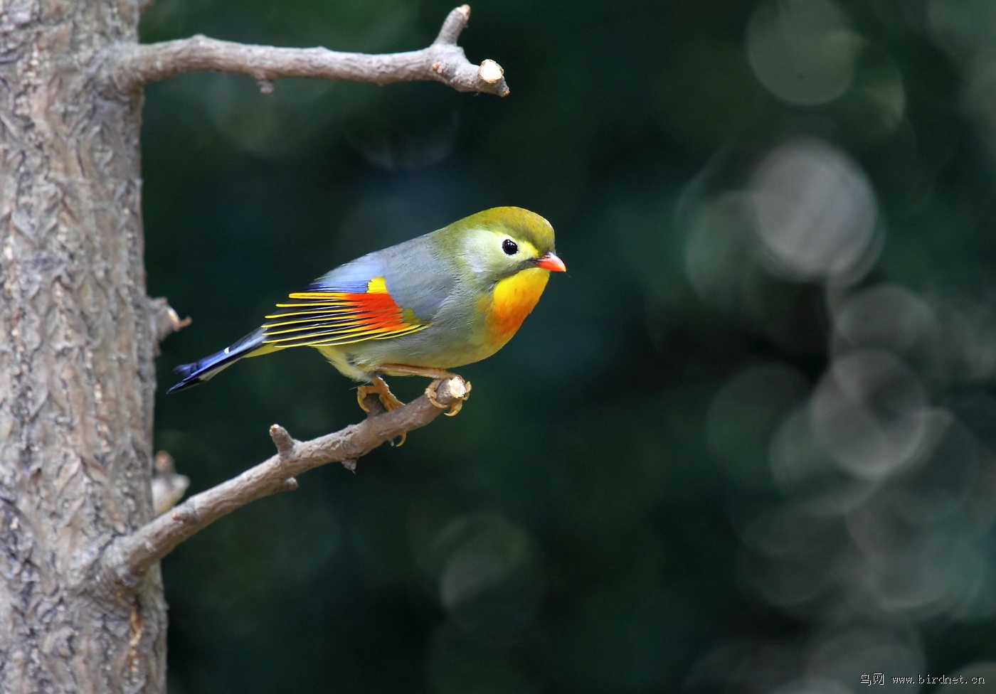 相思鸟欢迎南京来的鸟友