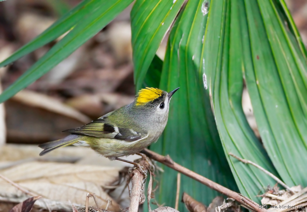 戴菊开冠祝元宵快乐
