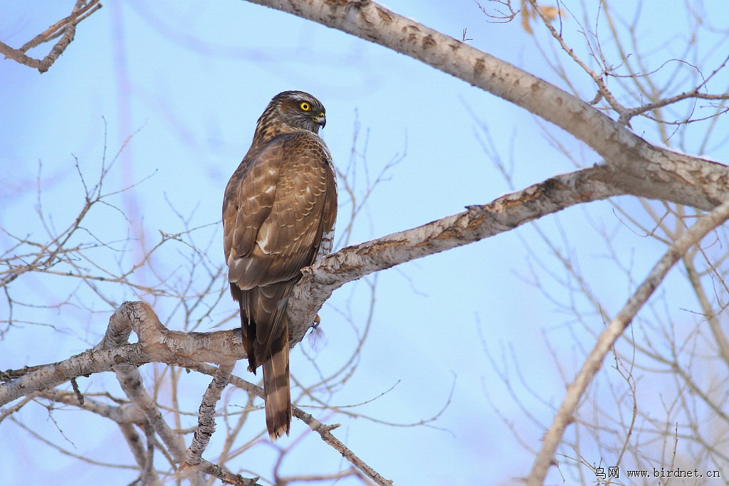 今日三宝:红隼,苍鹰,长尾林鸮 - 黑龙江版 heilongjiang鸟网