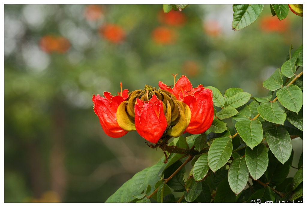 无忧花又名火焰花,苞萼木