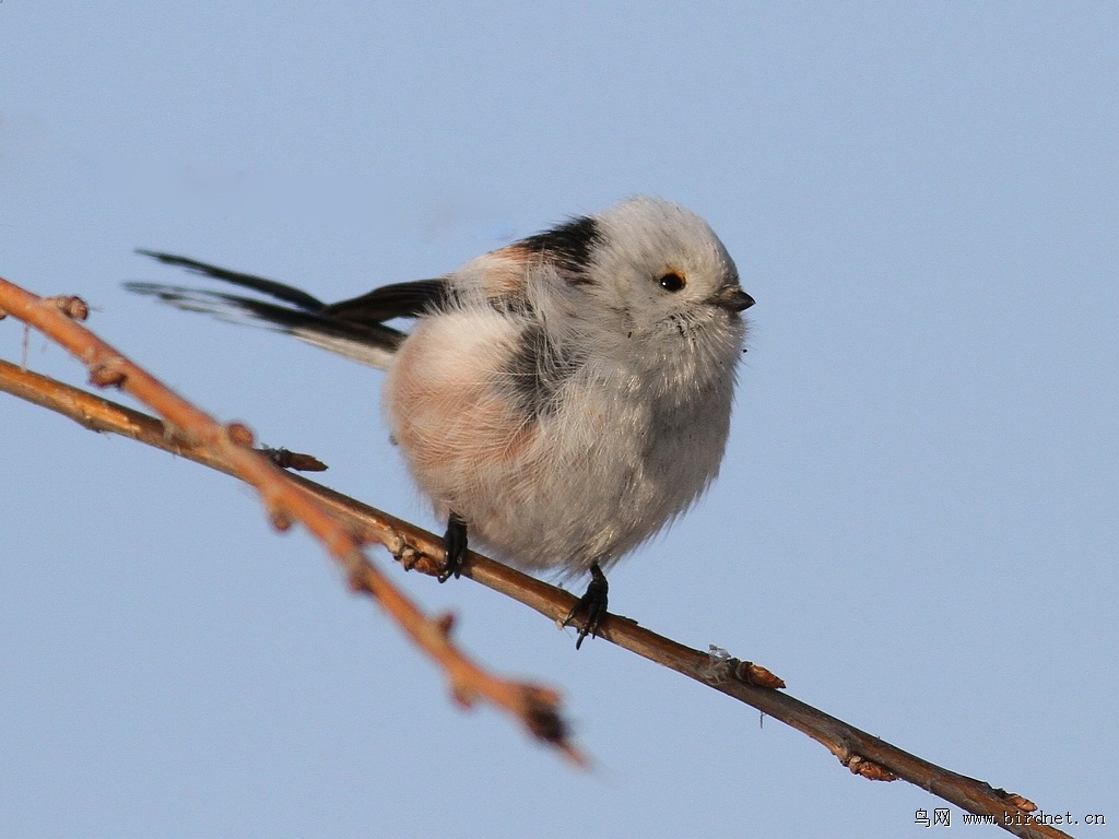 一组北长尾山雀