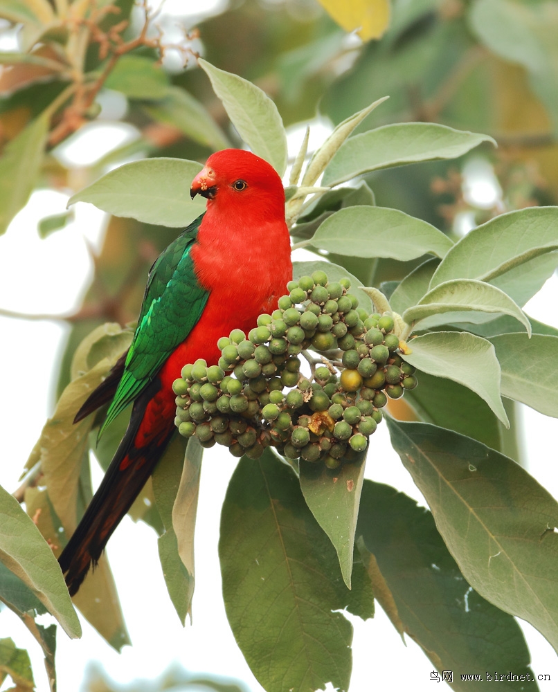 澳洲王鹦鹉-最大的澳洲长尾鹦鹉