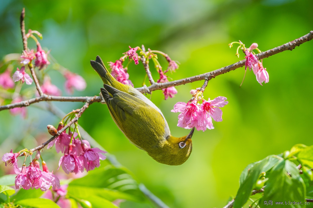 美丽的福州森林公园五绣眼花鸟图