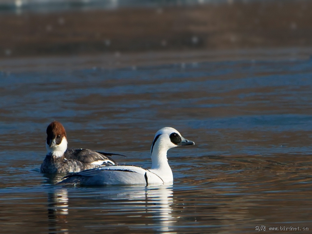 白秋沙鸭