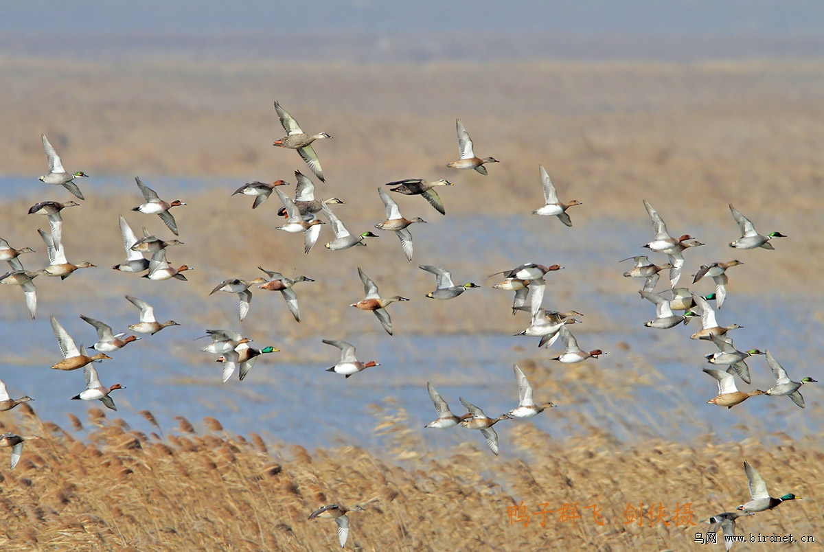南汇东滩湿地鸟类摄影回顾展小片之三