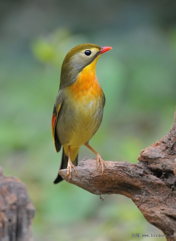 红嘴相思鸟红豆最相思