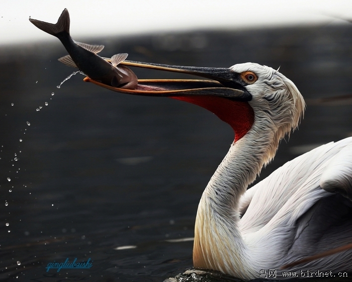 捕鱼高手白鹈鹕续