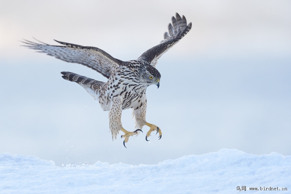 苍鹰雪地苍鹰