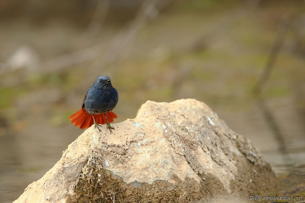 红尾舒展增春华