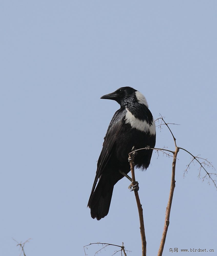白颈鸦