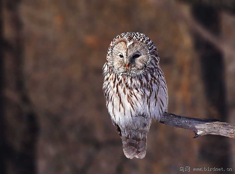 (长尾林鸮)精灵 猫头鹰(长尾林鸮)也很漂亮