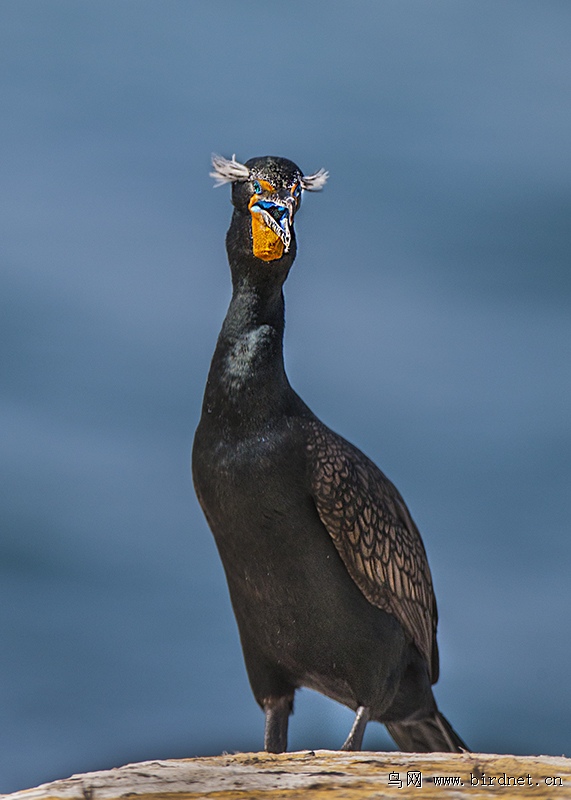 漂亮的双冠鸬鹚-phalacrocorax auritus!