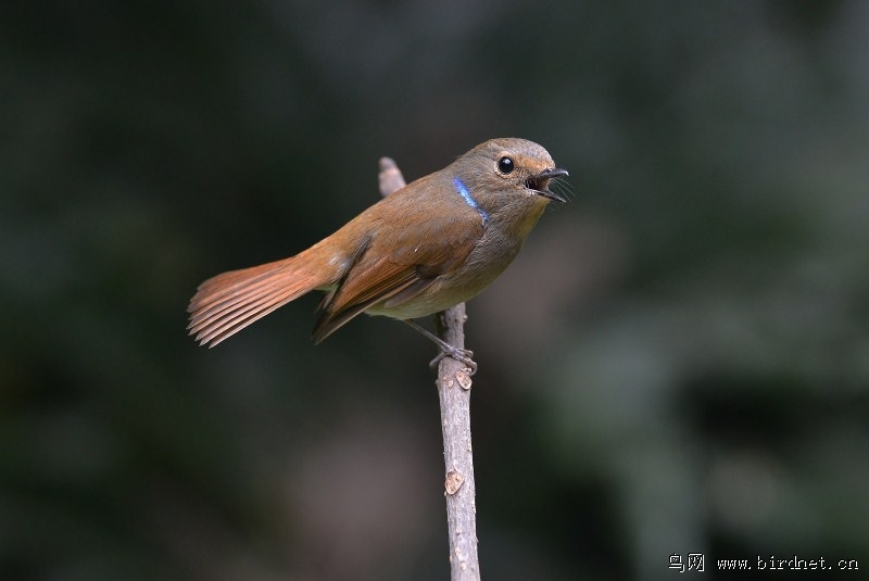 上个月拍的小仙翁