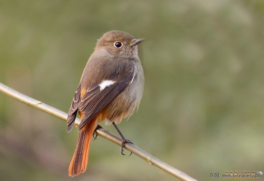 北紅尾鴝雌雄鳥