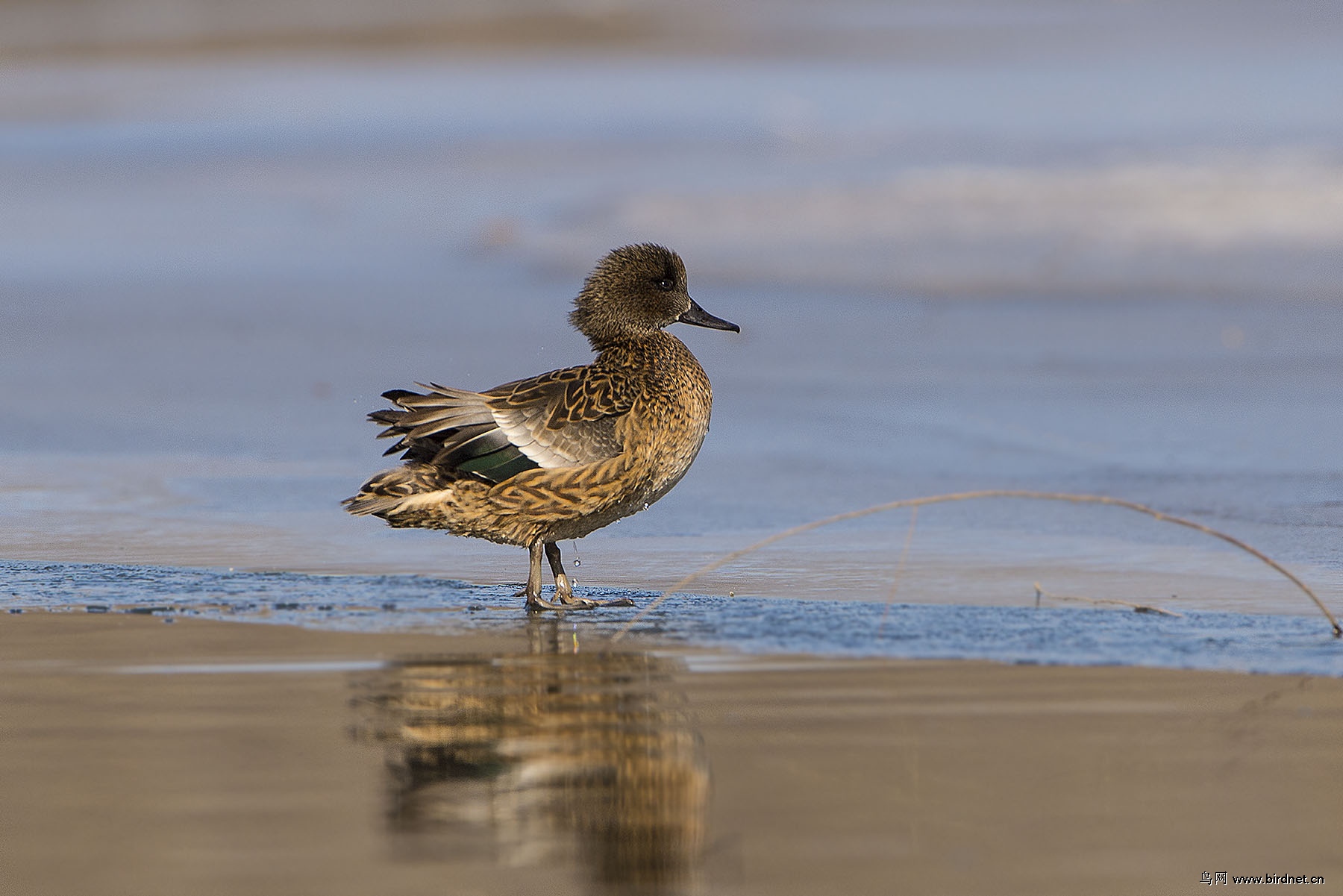 春天来了,一组罗纹鸭!