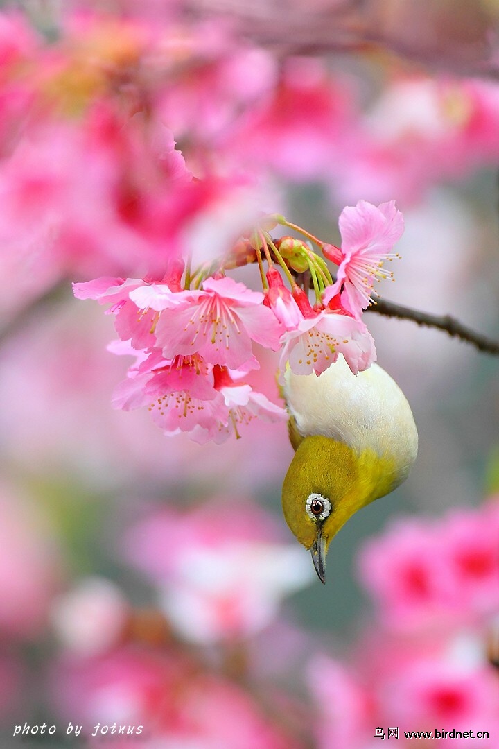 (暗绿绣眼鸟)绣眼戏樱pii