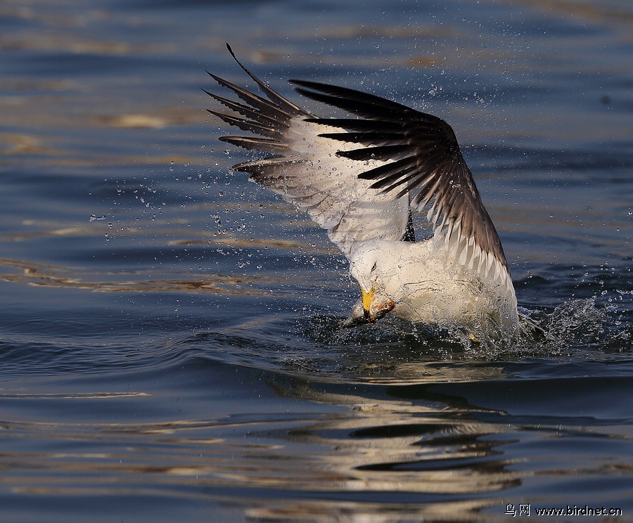 海鸥捕食