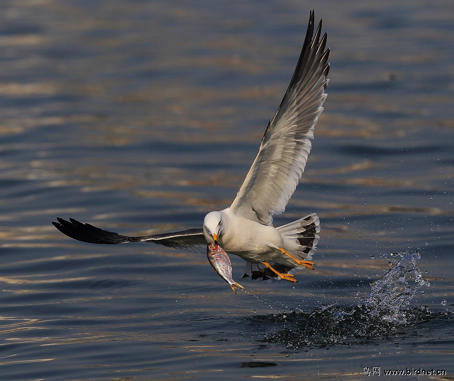 海鸥捕食