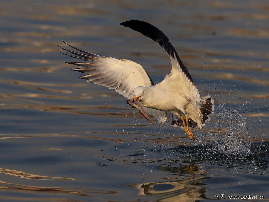 海鸥捕食