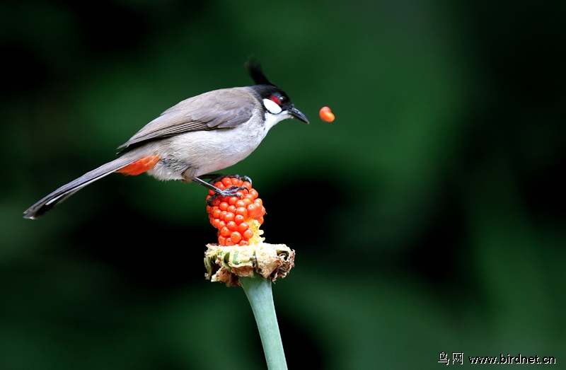 (红耳鹎)红耳鹎吃红果