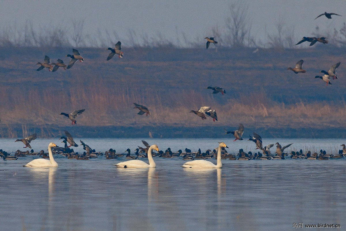 迁徙的大天鹅集结密云水库