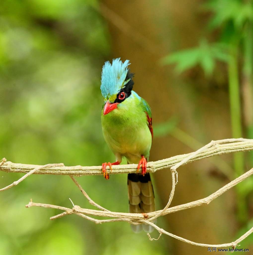 tt外拍(4)----补发蓝绿鹊