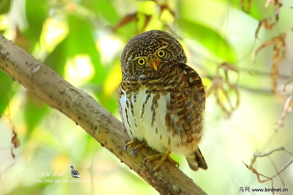 小萌鸟——领鸺鶹