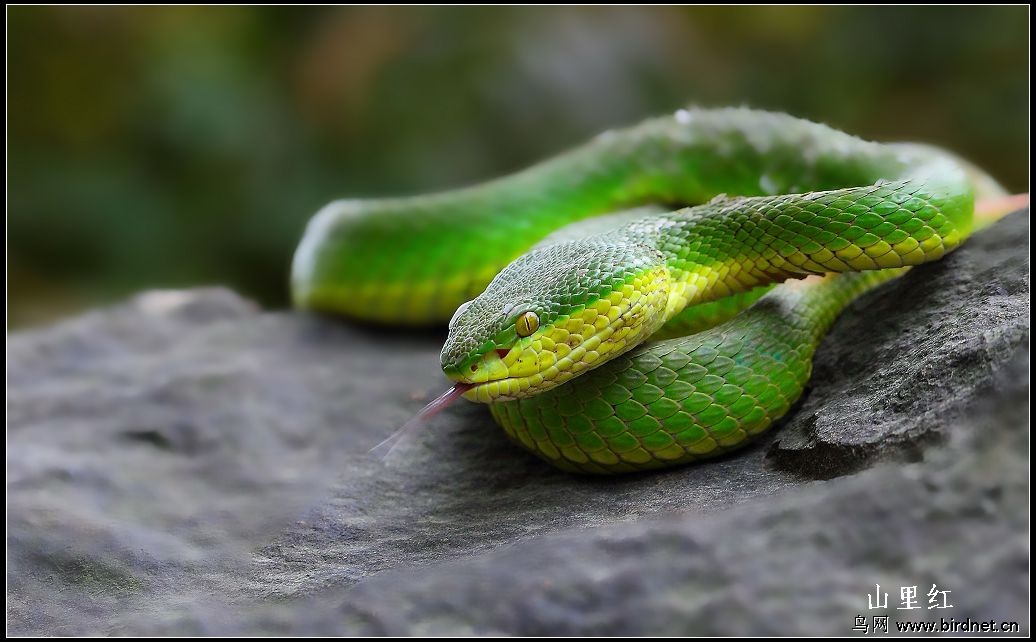 春天的动物蛇图片