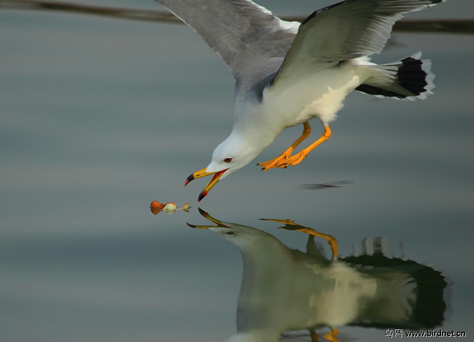 海鸥吃食时的各种姿势