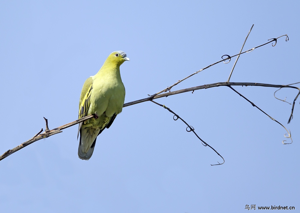 灰头绿鸠pompadourgreenpigeon